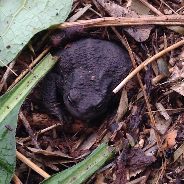 frog in compost